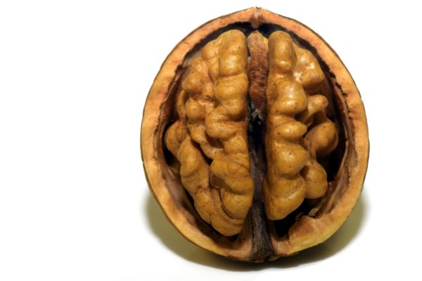 Walnut half looking like brain